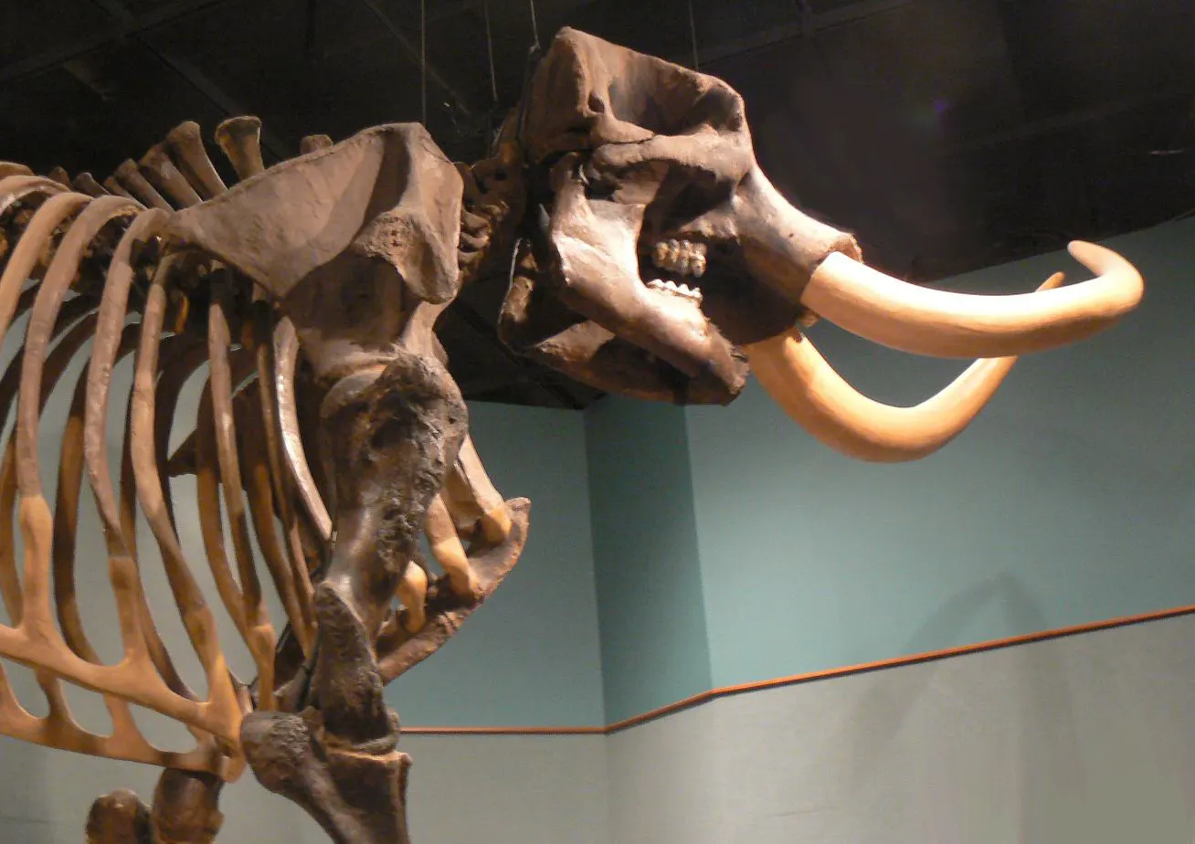 Mastodon Skeleton at the Museum of Florida History
