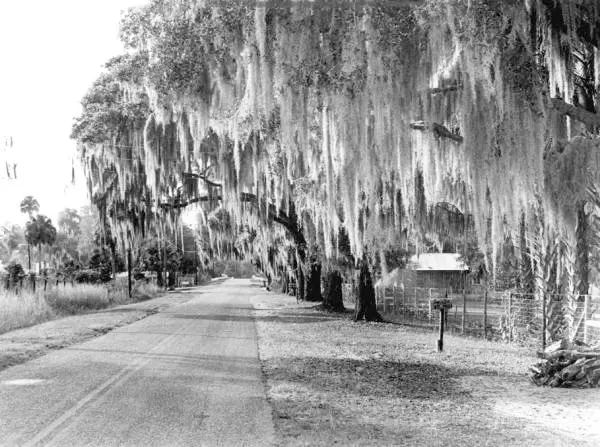 Looking Down in a Country Road with Bridge over Cross Creek in Alachua, FL | Epic AC Service | epicacguy.com