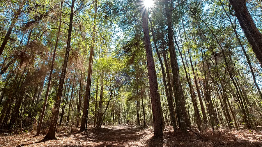 San Felasco Hammock Preserve State Park near Alachua, FL